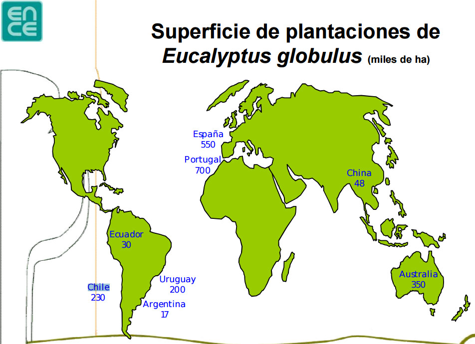eucalipto mundo